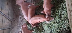 Purcei duroc disponibili 