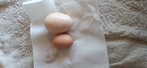Oua de țară la preț corect
