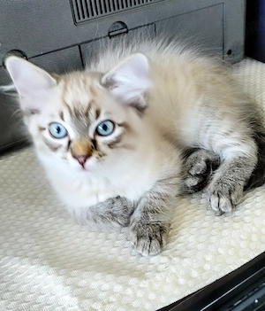 Ragdoll linx point  - imagine 2