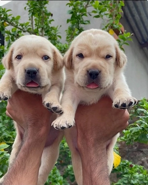 Labrador Retriever 