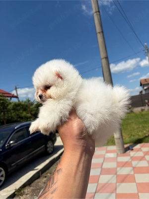 Pomeranian talica mica mini toy 