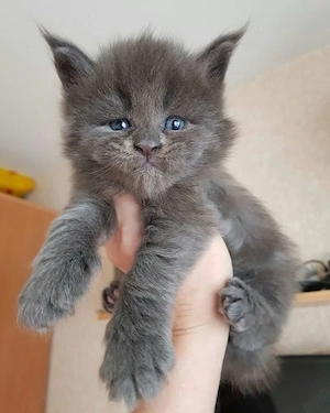 Maine Coon