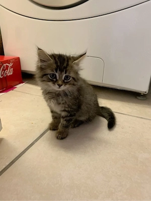Maine Coon brown - imagine 2