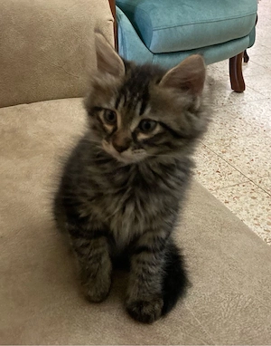 Maine Coon brown - imagine 4