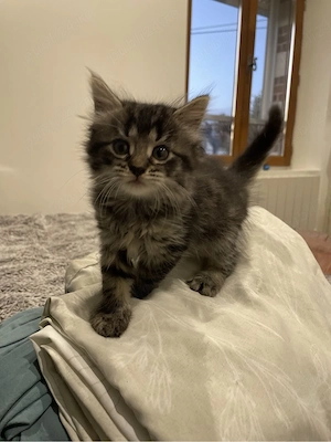 Maine Coon brown - imagine 3
