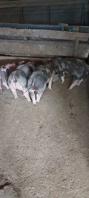 Vând purcei cu vârsta de 6 săptămâni. 