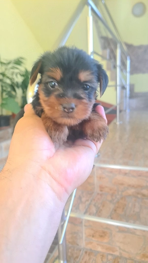 yorkshire terrier