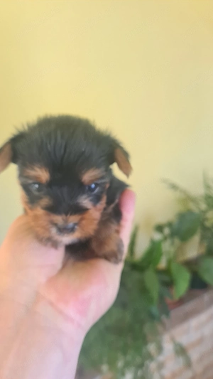 yorkshire terrier