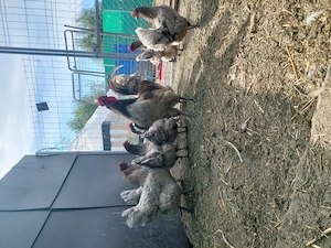 Vând găini Australorp 