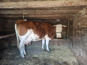 Vaca cu vitel de vânzare  - imagine 2