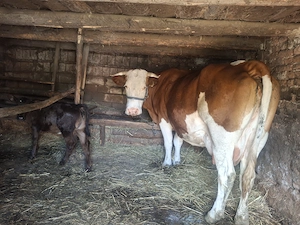 Vaca cu vitel de vânzare  - imagine 3