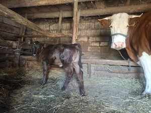 Vaca cu vitel de vânzare  - imagine 4
