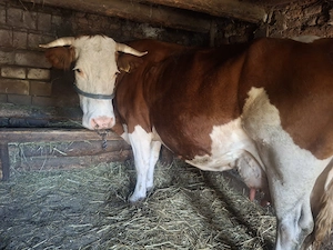 Vaca cu vitel de vânzare  - imagine 5