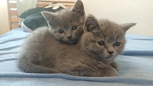 Pui british shorthair 