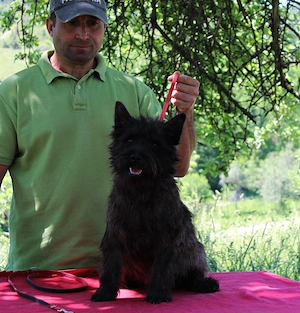 Cairn terrier disponibili - imagine 5