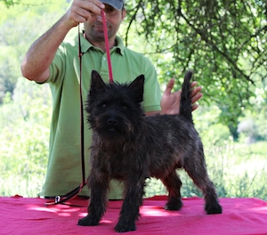 Cairn terrier disponibili - imagine 6