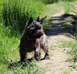 Cairn terrier disponibili