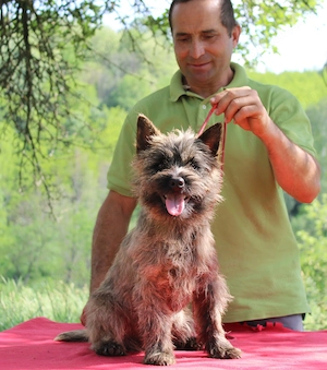 Cairn terrier disponibili - imagine 8