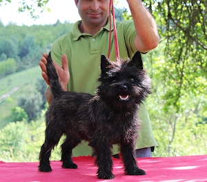 Cairn terrier disponibili - imagine 7