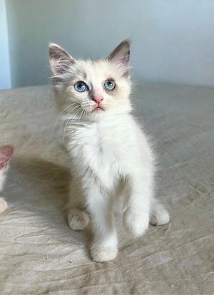 Disponibili puiuți Ragdoll 