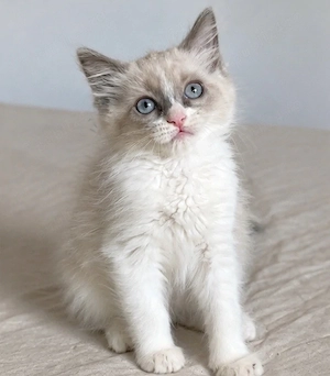 Fetiță Ragdoll Blue Point 