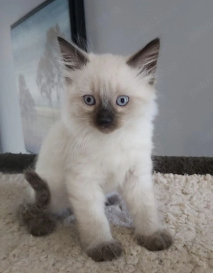 Ragdoll puiuți frumoși 