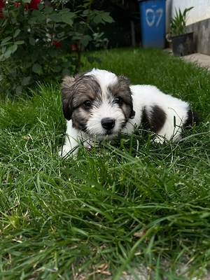 Bichon havanez 