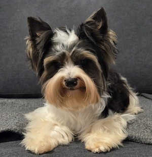 Ofer exemplar din rasa Yorkshire terrier biewer 