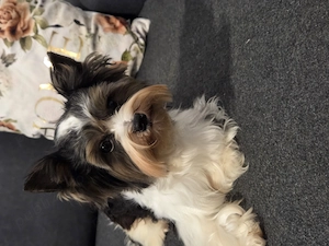Ofer exemplar din rasa Yorkshire terrier biewer  - imagine 4