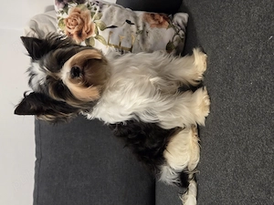 Ofer exemplar din rasa Yorkshire terrier biewer  - imagine 2
