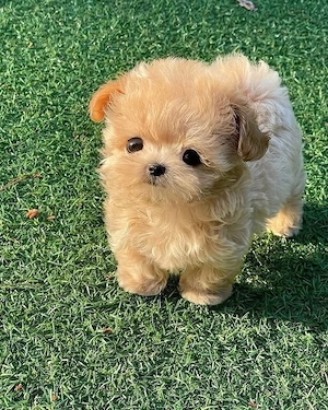 Maltipoo mibi toy  Poodle toy red apricot Pudel  - imagine 2