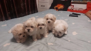 Bichon Maltez 