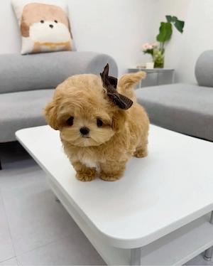 Maltipoo mibi toy  Poodle toy red apricot Pudel 