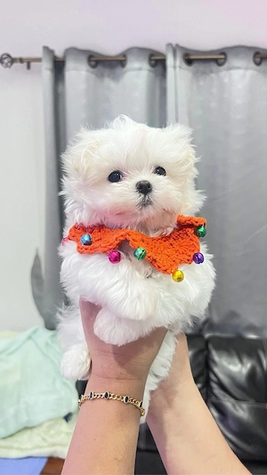 Bichon maltez mini toy alb perlat  - imagine 3