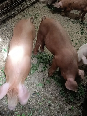 purceluși de vânzare 