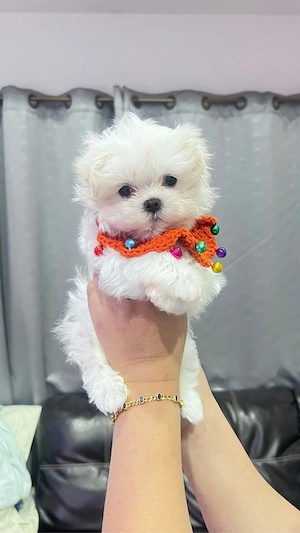 Bichon maltez mini toy alb perlat  - imagine 2