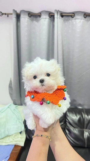 Bichon maltez mini toy alb perlat 