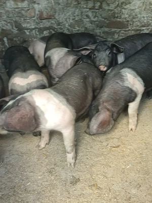 Porci si purcei  baznaa  2,5 luni