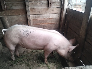 Porc de vânzare 