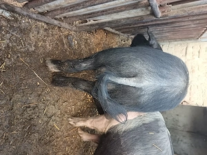 Porci si purcei  baznaa  2,5 luni - imagine 2