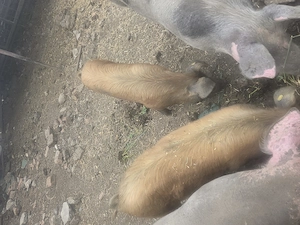 Grasuni duroc de 5 luni intre 50 si 60 kg - imagine 2