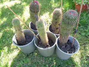 viind cactusi siferite dimensiuni