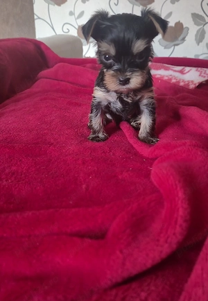 yorkshire terrier mini toy 