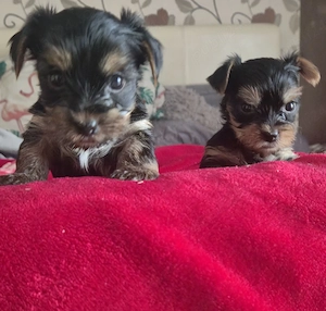 vând căței yorkshire terrier mini toy 