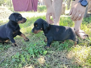 Vand 1 mascul maro si 2 femele negre Doberman - imagine 4