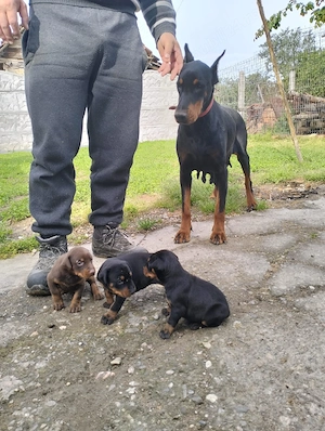 Vand 1 mascul maro si 2 femele negre Doberman - imagine 3
