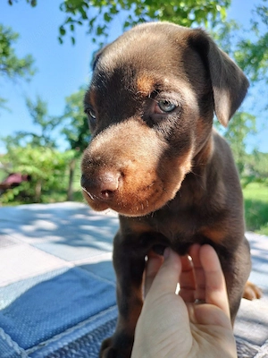 Vand 1 mascul maro si 2 femele negre Doberman - imagine 2
