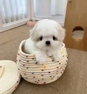 Bichon Maltez Mini Toy  - imagine 2