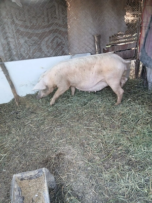 de vânzare scroafa gestanta de 3 luni vând urgent 