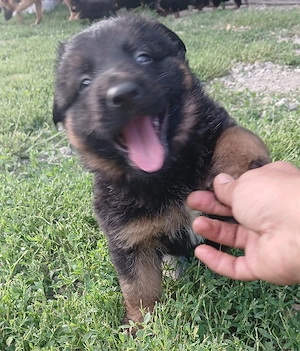 pui ciobanesc german